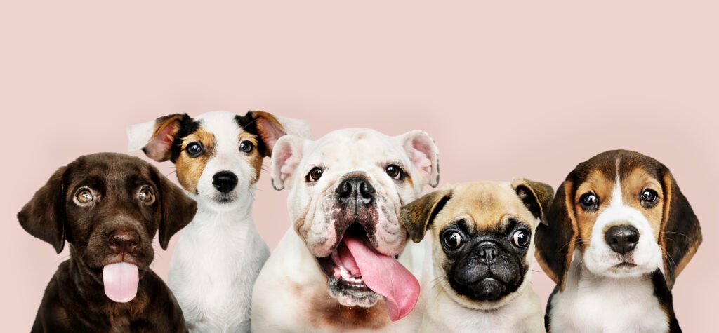 group portrait adorable puppies scaled