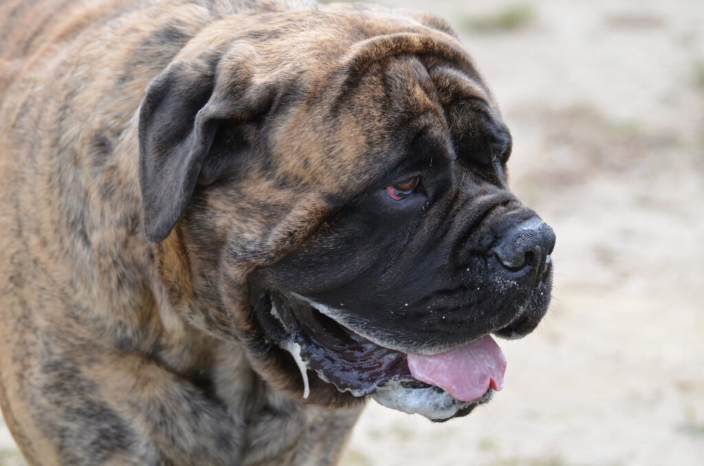 great face beautiful big bullmastiff dog scaled
