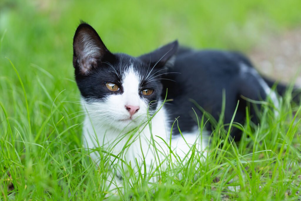 little cat sitting grass scaled