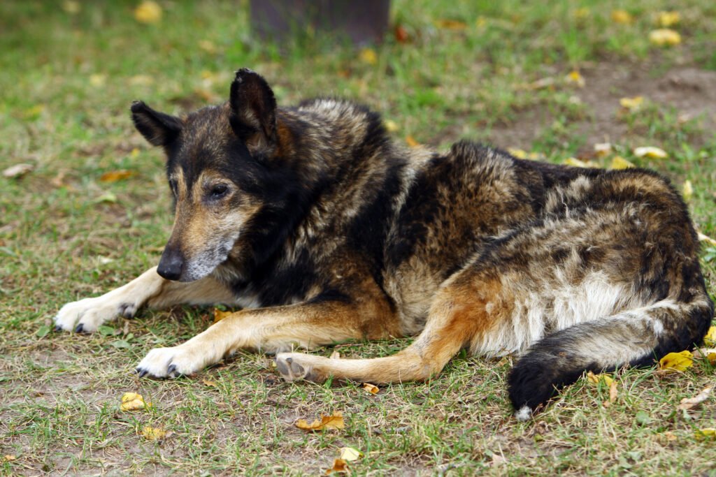 old dog scaled